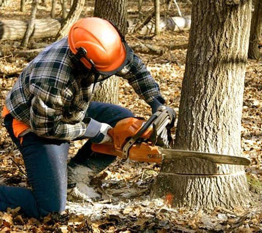 Tree Removal in Holly Hill, SC